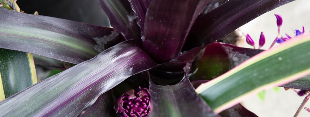 A close-up of a bromeliad plant with dark purple and green leaves, featuring a small, deep purple flower emerging from the center.