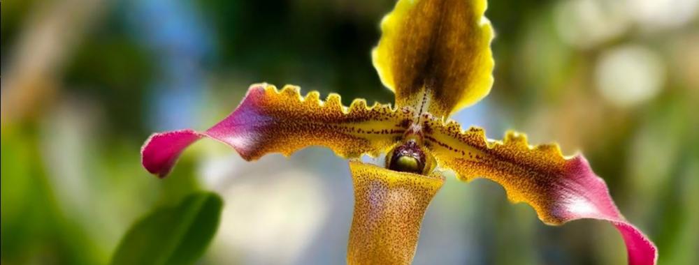 A close-up of a vibrant Paphiopedilum orchid with a unique slipper-shaped pouch, yellow and brown speckled petals, and pink-tipped extensions, set against a blurred green background.
