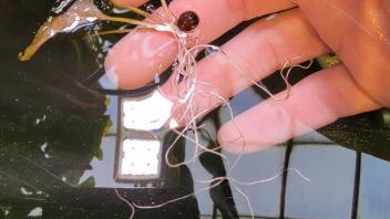 Close-up of a hand holding a Victoria water lily seedling with white roots floating in water.