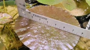 Measuring Victoria lily pad diameter using a metal ruler beside other floating aquatic plants.