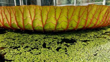 Side view of a Victoria water lily pad with vivid red veins and duckweed covering the pond.