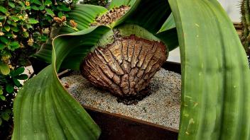 Welwitschia plant with two long, wide, green strap-like leaves growing from a thick woody base in a planter.