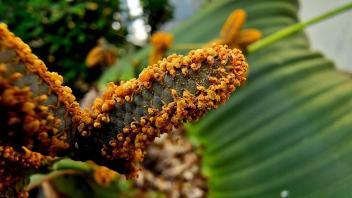 Close-up of a Welwitschia male cone covered in orange pollen grains emerging between broad green leaves.