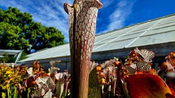 Tall pitcher plant with vibrant red veins reaching toward a bright blue sky in a sunny greenhouse.