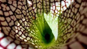 Close-up view inside a pitcher plant, showing green interior and red-veined patterns, capturing a small insect.