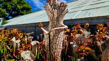 Another angle of a red-veined pitcher plant towering above a dense cluster under a dramatic sky.