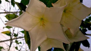 A close-up of a white trumpet-shaped flower with pointed petals, backlit by sunlight streaming through a greenhouse window with leafy plants in the background.