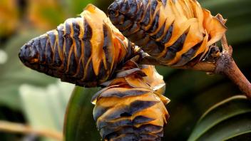 Cluster of mature, dark brown and tan seed cones from a Welwitschia plant with layered, woody bracts.