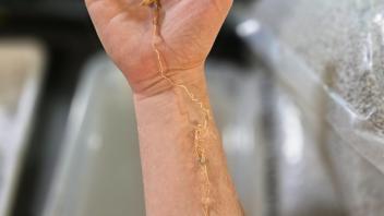 Human hand holding a very young Welwitschia seedling with long, wiry roots and small green leaves.
