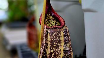 Hanging Nepenthes pitcher plant with mottled maroon and yellow pattern, displayed on a greenhouse shelf.