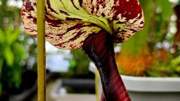Frontal view of a mottled Nepenthes pitcher, highlighting its flared rim and upright lid among potted plants.