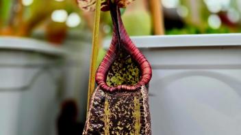 Outdoor tray of colorful Sarracenia pitcher plants beside a greenhouse under bright sunlight.