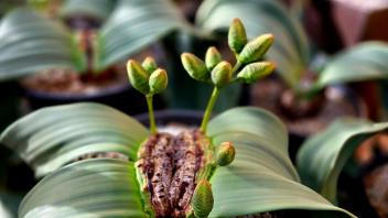 Young Welwitschia plant growing in a black nursery pot with curved green leaves and developing cones.