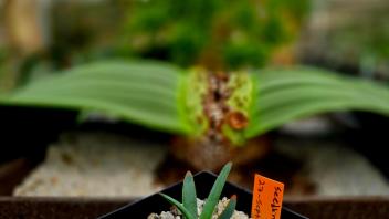 Welwitschia seedling in a pot labeled “27-Sept” with two upright, narrow green leaves in rocky soil.