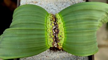 Top-down view of a Welwitschia mirabilis plant with wide, ribbon-like green leaves in a square pot.