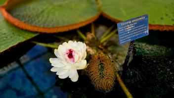 Victoria amazonica flower blooming beside labeled sign and spiny bud in water tank.