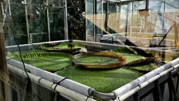 Indoor greenhouse tank with large Victoria water lily pads floating under sunlight.