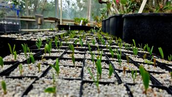 Dozens of Welwitschia seedlings emerging from small square pots in a greenhouse setting.