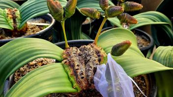Welwitschia plant with developing cones, one covered in a mesh pollination bag, in a greenhouse environment.