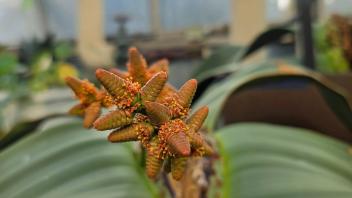 Close-up of a Welwitschia male cone cluster with visible orange pollen grains in a greenhouse.
