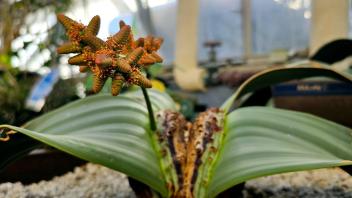 Male Welwitschia mirabilis plant labeled “BAA.273” with small, pollen-producing cones emerging.