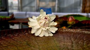 White Victoria lily flower resting on a large floating pad in a greenhouse pond.