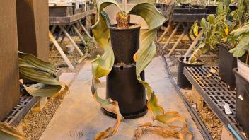 Mature Welwitschia plant in a greenhouse with long, dried leaves sprawled dramatically across the floor.
