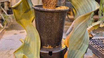 Mature Welwitschia mirabilis with long curling leaves draping over a tall black pot and container base.