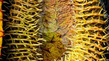 Detailed top view of spiky Victoria water lily bud showing vibrant yellow and red textures.