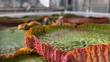 Edge detail of Victoria lily pad showing pink spiny underside contrasting green upper surface.
