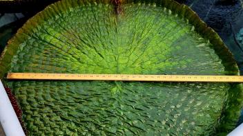 Large green Victoria lily pad with a yardstick measuring its width inside a greenhouse pond.