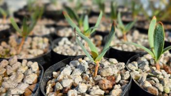 Close-up view of young Welwitschia seedlings in black pots with gravel substrate inside a greenhouse.