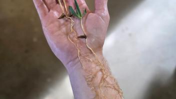Hand holding three Welwitschia seedlings with long roots and green, strap-like leaves.
