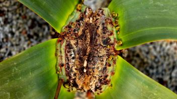Close-up of the central crown of a Welwitschia showing emerging leaf growth and intricate texture.