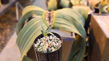 Tall seedling in a black pot with mature Welwitschia leaves blurred in the background.