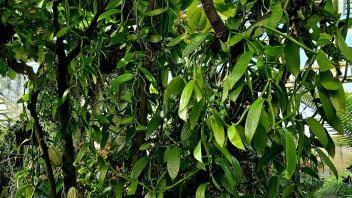 Dense cacao tree with vanilla vines climbing around the trunk and lush green leaves above.