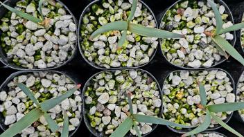 Top-down view of several Welwitschia seedlings growing in black plastic containers with green moss patches.