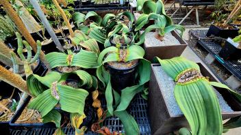 Group of mature Welwitschia plants in a greenhouse bench setup surrounded by succulents and cactus.