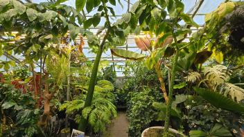 Dense vanilla vine climbing through greenhouse structure with lush green leaves and pods.