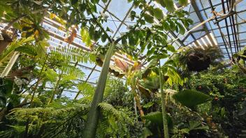 Vanilla flower cluster post-bloom with drying stems and immature pods developing.