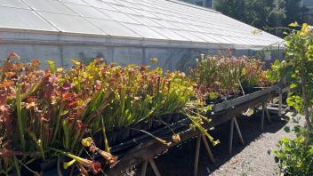Close-up of a Nepenthes pitcher plant with mottled red and green coloring in a greenhouse setting.