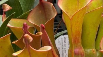 Cluster of red-tipped Heliamphora pitcher plants growing in sphagnum moss inside a container.