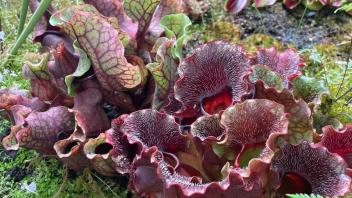 Lush Sarracenia purpurea pitcher plants with veined, ruffled hoods in a mossy bog environment.