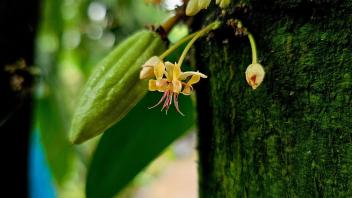 Close-up of cacao flowers blooming directly on the trunk of a green moss-covered tree.