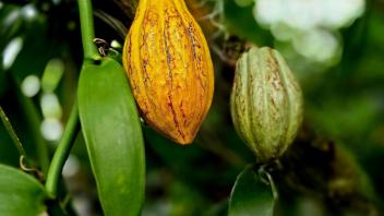 Yellow cacao pod hanging from the tree surrounded by green vanilla vine leaves.