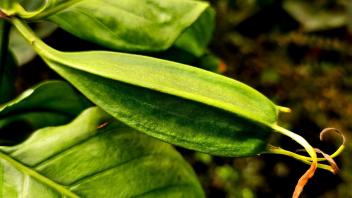 Close-up of a green seed pod or fruit attached to a glossy-leaved tropical plant branch.