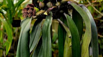 Bulbophyllum phalaenopsis orchid mounted on a wooden panel, with long leathery leaves and a vivid flower cluster.