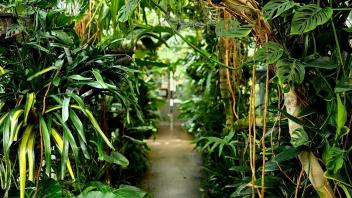 A lush greenhouse walkway lined with dense tropical plants and large green leaves on both sides.