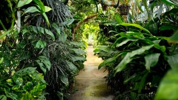 A narrow greenhouse path surrounded by vibrant greenery and overhead tropical foliage forming a natural tunnel.