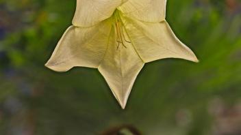 White angel's trumpet flower viewed head-on, floating against a soft green background with bokeh effect.